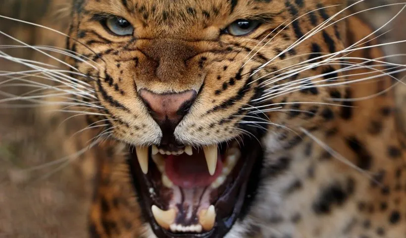 Leopard attack injures elderly man in south Kashmir’s Shopian