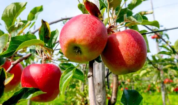 Grand Mufti urges govt to ensure uninterrupted highway, dedicated freight train for Kashmir’s fruit industry